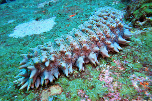 sea cucumber